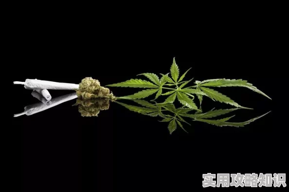 我用附身操遍美人吸大麻的孩子远离毒品拥抱阳光追求梦想创造美好未来