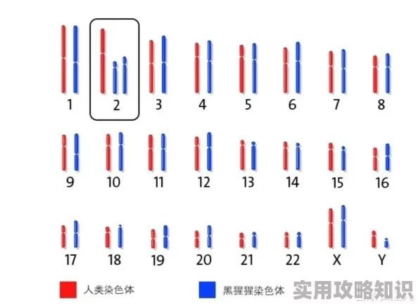 亚洲人与欧洲人染色体的区别研究发现部分基因差异导致表型差异但总体相似度极高