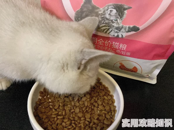 结合处捣成白沫h听说隔壁小王家的猫也喜欢这个牌子的猫粮