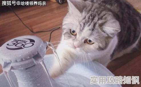 猫咪破解疑似与神秘富商有关携新款智能项圈亮相引关注