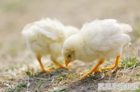 坐在学长鸡上面写作业作文听说学长养的鸡其实是隔壁班班花的宠物小鸡