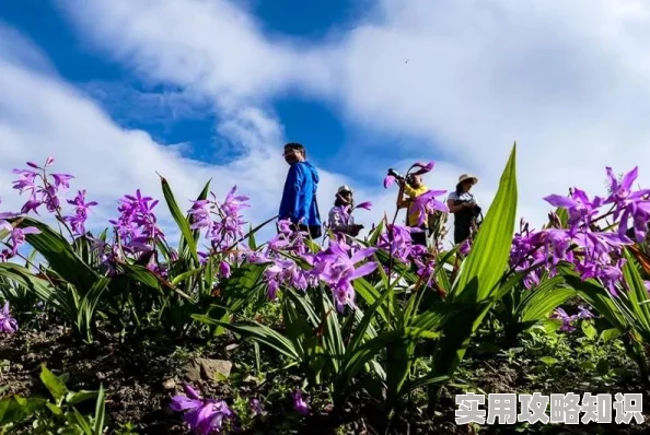 桃源深处有人家：揭秘花菱草三大高效获取方法与稀有色配方