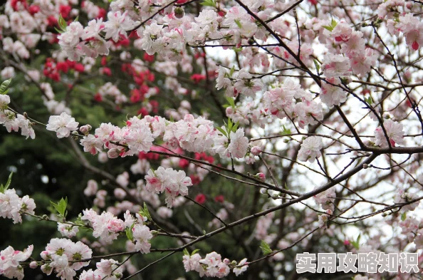 高岭家二轮花garden樱花画风精美剧情不错就是名字有点难记