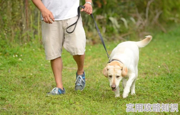 揭秘！我的休闲时光：狗狗出游新玩法，独家爆料趣味遛狗秘籍