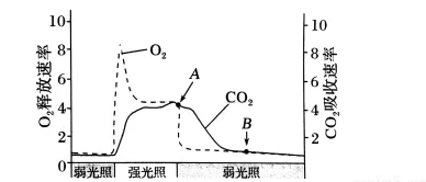 蝌蚪九色探寻基因表达与色彩变异的分子机制及其对环境适应性的影响