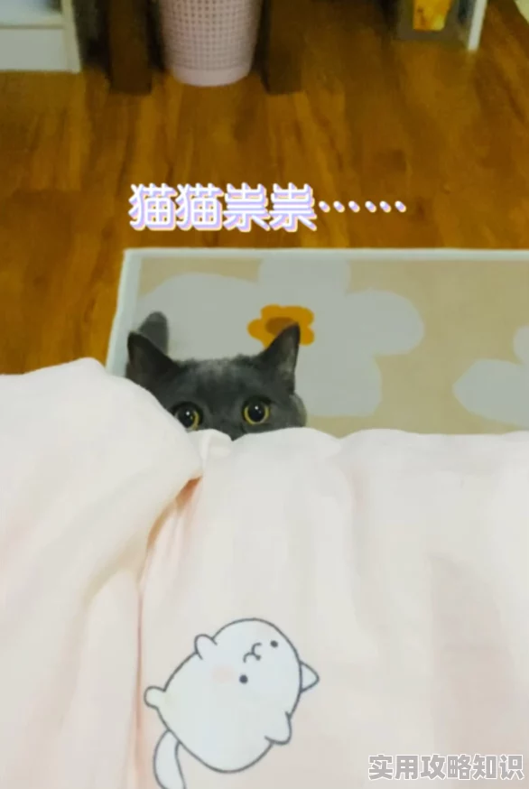 糖心柚子猫短视频vlog可爱猫咪的日常生活记录分享