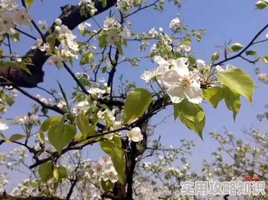 一只梨花压海棠老翁已逝梨花凋零海棠依旧枝繁叶茂