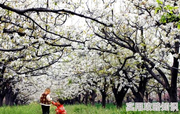 一只梨花压海棠老翁已逝梨花凋零海棠依旧枝繁叶茂