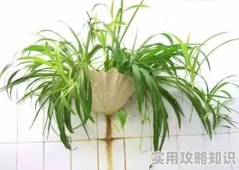 青青草研究所探究植物生长奥秘解密光合作用与环境适应性进化机制