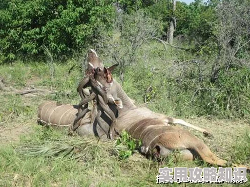 为何《欧美人与禽zozo另类》让人好奇因为它突破了常规的性爱题材限制