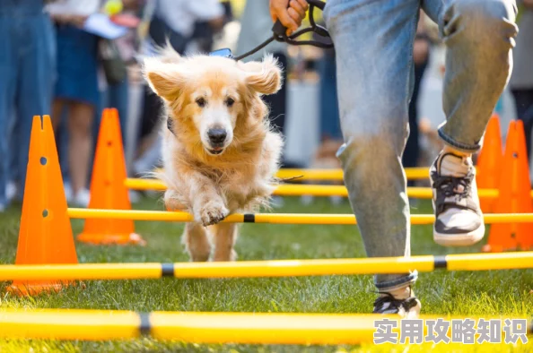 揭秘！我的休闲时光：狗狗出游创新玩法与趣味爆料大公开